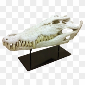 Alligator " title="alligator - Alligator, HD Png Download - alligator head png