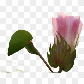 Anthurium, HD Png Download - cotton plant png