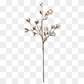 Twig, HD Png Download - cotton plant png