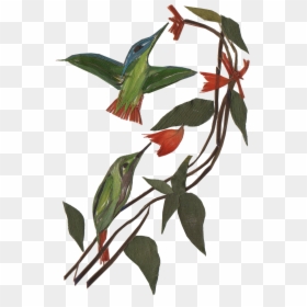 The Scent Of The Forest, HD Png Download - cotton plant png