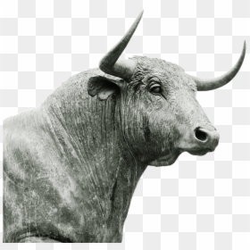 Bull, Horns, Livestock, Ruminant, Agriculture, Cattle - Bull Horns, HD Png Download - bull horn png