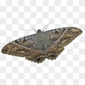 Mariposa Nocturna Ii - Ascalapha Odorata Png, Transparent Png - butterfly .png