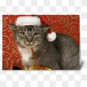 Merry Christmas Greeting Card - Tabby Cat, HD Png Download - happy cat png