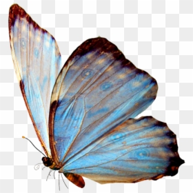 Blue Butterfly Aesthetic Png, Transparent Png - butterfly .png
