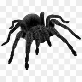 Brown Picture Halloween Spider Haunted Black Widow - Black Spider Png, Transparent Png - haunted png