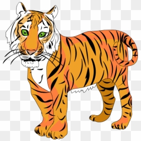 Tigre Png, Transparent Png - tigre png