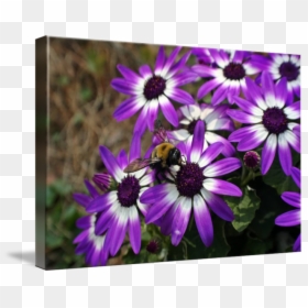 Beautiful Purple Daisy - African Daisy, HD Png Download - daisy png tumblr