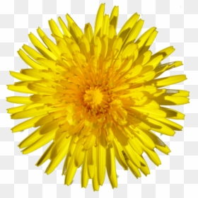 Dandelion - Sunflower Yellow Png, Transparent Png - daisy png tumblr