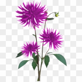 Download Aster Png Free Download - Flower Plant Texture Png, Transparent Png - aster png