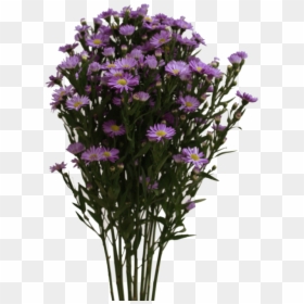 Aster Purple - Aster Png, Transparent Png - aster png