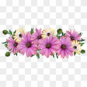 Bunga Bunga, Aster, Pengaturan, Taman, Alam, Memotong - Flower, HD Png Download - aster png