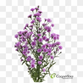 Bouquet, HD Png Download - aster png