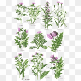 Transparent Aster Png - アザミ 種類, Png Download - aster png