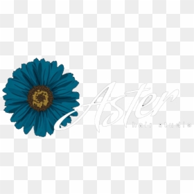 Aster Hair Studio , Png Download - Summer Flower Vector, Transparent Png - aster png