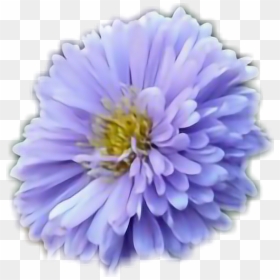 #flowers #aster - Aster Novi Belgii Marie Ballard, HD Png Download - aster png