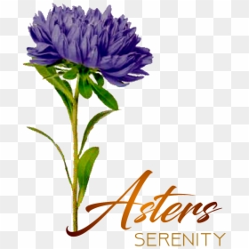 Aster - African Daisy, HD Png Download - aster png