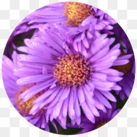 Tips To Stay Healthy This Flu Season - New York Aster, HD Png Download - aster png