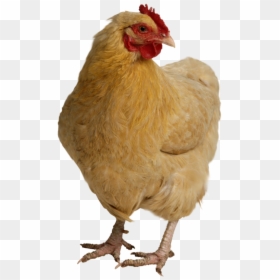Chicken, Dogs Head Animal Image With Transparent Background - High Resolution Chicken, HD Png Download - baby chicken png