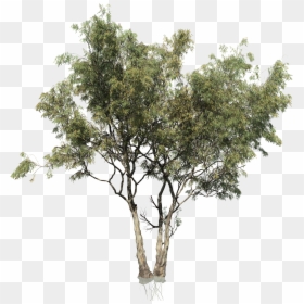 Eucalyptus Tree Png - Eucalyptus Tree Cut Out, Transparent Png - eucalyptus tree png