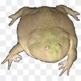 Wednesday Frog Png , Png Download - Its Wednesday My Dudes Frog Transparent, Png Download - wednesday frog png