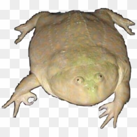Wednesday Frog Png , Png Download - Its Wednesday My Dudes Frog Transparent, Png Download - wednesday frog png