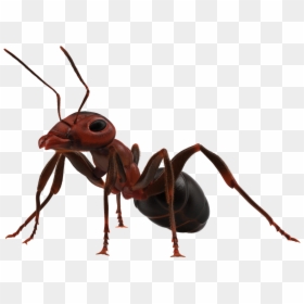 Ant Insects Quiz Brown Marmorated Stink Bug Trivia - Ant Png, Transparent Png - stink png