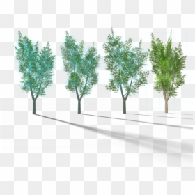 Transparent Eucalyptus Tree Clipart - Eucalyptus Tree, HD Png Download - eucalyptus tree png