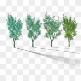 Transparent Eucalyptus Tree Clipart - Eucalyptus Tree, HD Png Download - eucalyptus tree png