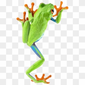 Frog Climbing - Red Eyed Tree Frog Climbing, HD Png Download - wednesday frog png