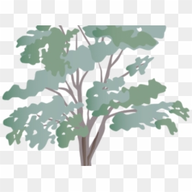 Eucalyptus Clipart Transparent - Eucalyptus Tree Clipart, HD Png Download - eucalyptus tree png