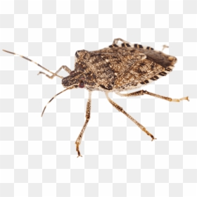 Stink Bug Transparent Image - Brown Marmorated Stink Bug Png, Png Download - stink png