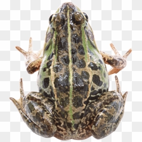 Portable Network Graphics, HD Png Download - wednesday frog png