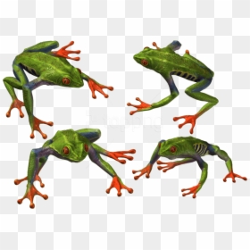 Free Png Download Frog Png Images Background Png Images - Portable Network Graphics, Transparent Png - wednesday frog png