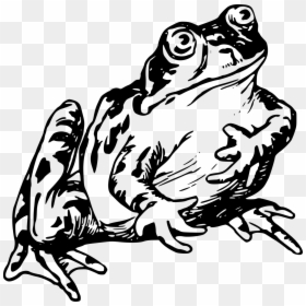 Realistic Frog Clipart Black And White, HD Png Download - wednesday frog png