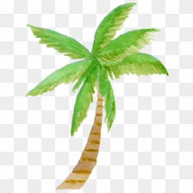 Watercolor Palm Tree Clipart - Palm Tree Clip Art Watercolor, HD Png Download - eucalyptus tree png