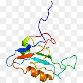 Protein Scrib Pdb 1uju - Scrib Gene, HD Png Download - scribble line png
