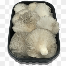 Pleurotus Eryngii, HD Png Download - setas png