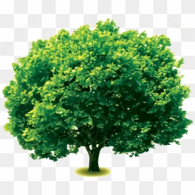 Clip Art Index Of Images Silveroaktreepng - Grevillea Robusta Png, Transparent Png - oak trees png