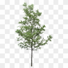 Transparent Oak Trees Png - Tree Png, Png Download - oak trees png