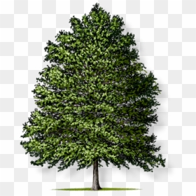 Tree With No Background, HD Png Download - oak trees png