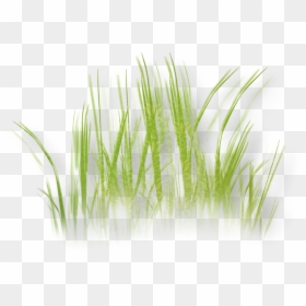 Herbaceous Plant Grass Clip Art - Clip Art, HD Png Download - grass plant png