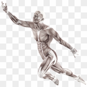 Human Body Muscle Pose, HD Png Download - motion png