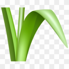 Grass With Flower Background Png - Grass, Transparent Png - grass plant png