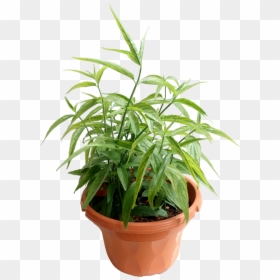 Sabah Snake Grass Png, Transparent Png - grass plant png