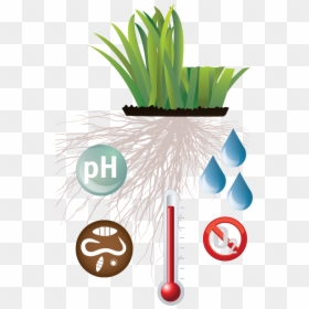 Superintendent, HD Png Download - grass plant png