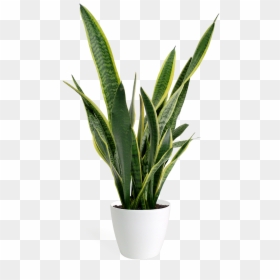 Transparent Small Plant Png, Png Download - grass plant png