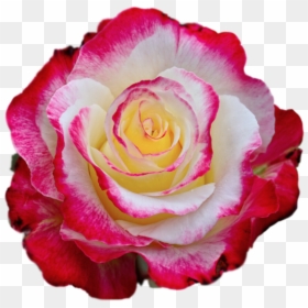 Rose Images, Colorful Roses, Borders And Frames, High - Colorful Rose Photo Download, HD Png Download - gothic rose png