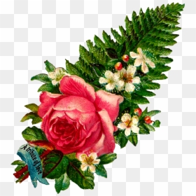 Cabbage Rose Cottage Logo, HD Png Download - fern leaf png