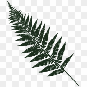 Fern, Leaf, Forest, Green, Underwood, Flora, Plant - Paproć Png, Transparent Png - fern leaf png