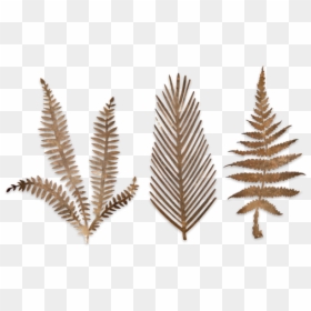 3 Gold Brass Cutout Metal Kiko Fern Leaves Botanical - Nkuku, HD Png Download - fern leaf png